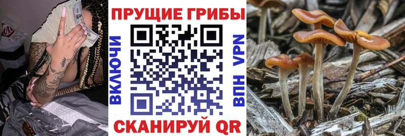 продажа наркотиков  Губкинский  blacksprut ссылка  Галлюциногенные грибы Cubensis 